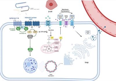 Tirzepatide against obesity and insulin-resistance: pathophysiological aspects and clinical evidence